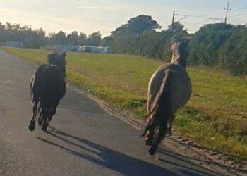 Spirit of Stallions: Horses ran free in Polish town