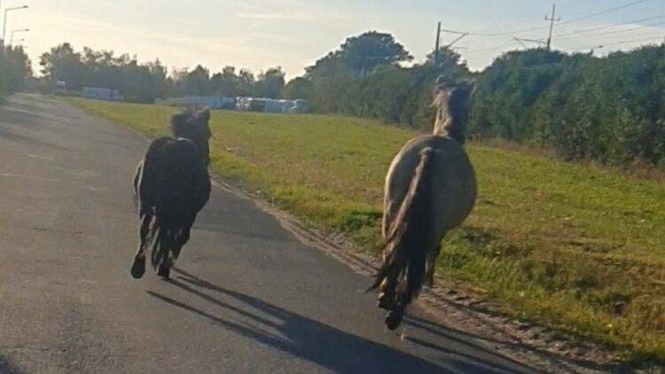 Spirit of Stallions: Horses ran free in Polish town