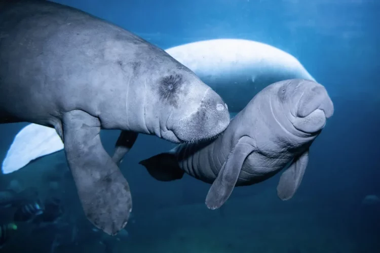 Extremely rare baby Caribbean manatee born in Poland