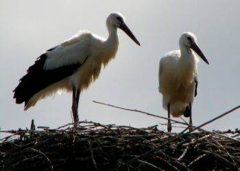 Storks: Poland’s Beloved Harbingers of Spring