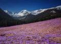 The Tatras Awash in Purple: Crocus Season Begins with a Reminder of Responsibility