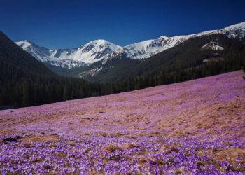 The Tatras Awash in Purple: Crocus Season Begins with a Reminder of Responsibility