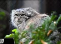 From Poznań Zoo to Stardom: Mania the Pallas’s Cat Advances in the Manul World Cup 2024