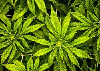 a close up of a bunch of green leaves