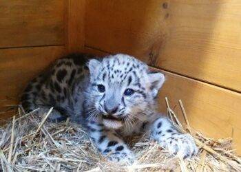 Snow Leopard Cub Born at Warsaw Zoo