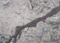 Rare Phenomenon on Tatra Mountain Trail: Tourists Capture “Creeping Roots”