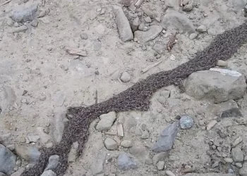 Rare Phenomenon on Tatra Mountain Trail: Tourists Capture “Creeping Roots”