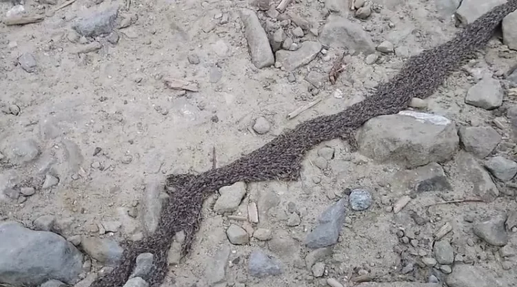 Rare Phenomenon on Tatra Mountain Trail: Tourists Capture “Creeping Roots”