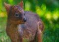 Rare Pudu Birth at Warsaw Zoo, Public Invited to Name the New Arrival
