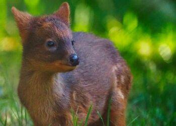 Rare Pudu Birth at Warsaw Zoo, Public Invited to Name the New Arrival